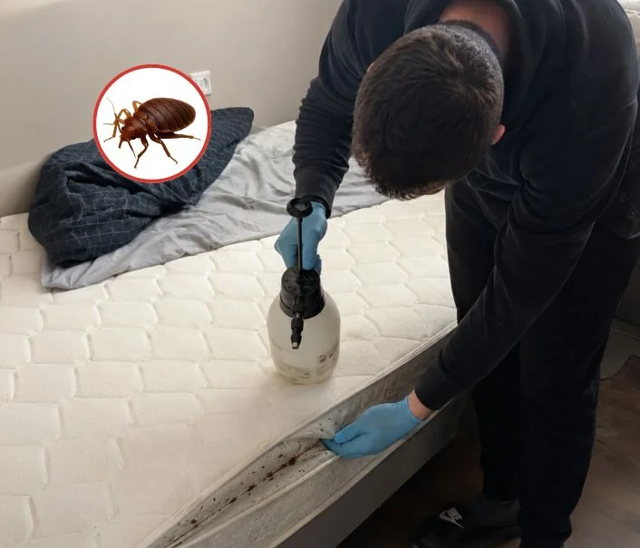 Technicien traitant un matelas contre les punaises de lit à Soisy-Bouy